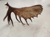Giant Alaskan Self Standing Moose Shed Antler