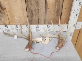 2 Nice Wild Whitetail Shed Antlers