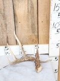 4 Point Wild Whitetail Shed Antler
