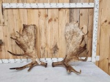 Set Of 36 Lbs Alaskan Moose Antlers