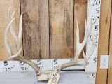 6x5 Mule Deer Antlers On Skull Plate