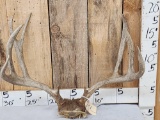 4x5 Mule Deer Antlers On Skull Plate