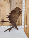 Gorgeous Self Standing Alaskan Moose Shed Antler