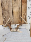Freak 4x4 Wild Missouri Whitetail Antlers On Skull Plate
