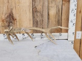 Freak Elk Shed Antler