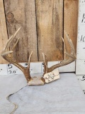 Main Frame Mini Monster 5x5 Whitetail Antlers On Skull Plate
