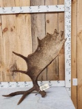Nice 13.7 Lbs Self Standing Alaskan Moose Shed Antler