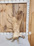 19.3 Lbs Alaskan Moose Shed Antler
