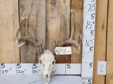Main Frame 5x5 Whitetail Antlers On Skull