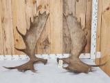 30.4 Lbs Set Of Alaskan Moose Antlers