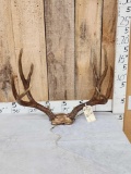 5x5 Mule Deer Antlers On Skull Plate