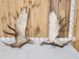 36 Lbs Set Of Alaskan Moose Shed Antlers