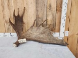 17.5 Lbs Alaskan Moose Shed Antler