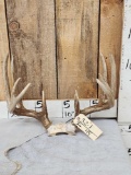 5x5 Whitetail Antlers On Skull Plate