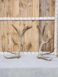Heavy Mass Set Of 25 Lbs 7x7 Elk Shed Antlers