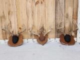 3 Sets Of Whitetail Antlers On Plaques