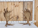 Awesome 24.4 Lbs Set Of Self Standing Alaskan Moose Antlers