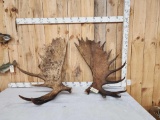 Big 40.8 Lbs Set Of Alaskan Moose Antlers