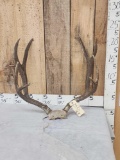 BIG 4x4 Mule Deer Antlers On Skull Plate