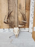 Big 4x4 Wild Whitetail Antlers On Skull