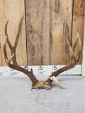 4x5 Mule Deer Antlers On Skull Plate