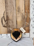 5X5 Mule Deer Antlers On Plaque