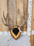 5x5 Mule Deer Antlers On Plaque