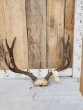 5x5 Mule Deer Antlers On Skull Plate