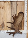 15.3 Lbs Self Standing Alaskan Moose Shed Antler