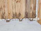 3 Sets Of Mule Deer Antlers On Skull Plate