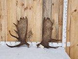 18.4 Lbs Set Of Alaskan Moose Shed Antlers