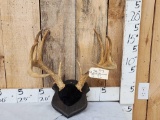 6x5 Whitetail Antlers On Plaque