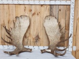 Massive 44.9 Lbs Set Of Alaskan Moose Shed Antlers