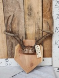 4x4 Whitetail Antlers On Plaque