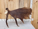 19.9 Lbs Alaskan Self Standing Moose Shed Antler