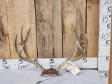 4x4 Mule Deer Antlers On Skull Plate