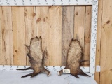 Set Of 15.8 Lbs Alaskan Moose Shed Antlers