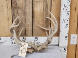 2 Sets Of Locked Whitetail Antlers On Skull Plates