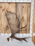 16.4 Lbs Alaskan Moose Shed Antler