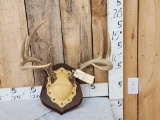 4x4 Whitetail Antlers On Plaque