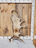 17.6 Lbs Alaskan Moose Shed Antler