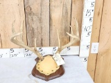 4x5 Whitetail Antlers On Plaque