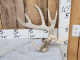 Freak Main Frame 5x5 Whitetail Shed Antler