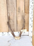 Rusa Deer Antlers On Skull Plate