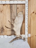 17.7 Lbs Alaskan Moose Shed Antler