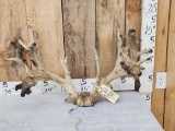 300 Class Whitetail Antlers On Skull Plate