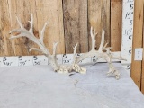Big 200 Class Whitetail Antlers On Skull Plate