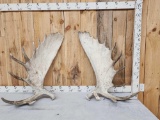32.7 Lbs Set Of Alaskan Moose Shed Antlers
