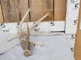 5 Point Whitetail Shed Antler With Droptine
