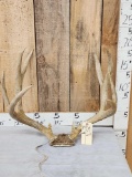 5x5 Mule Deer Antlers On Skull Plate
